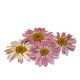 Pressed Mini Daisy Edible Flowers