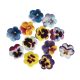 Edible Sugar Pansies - Soft (30mm, Excludes E171)