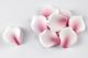 Pink Tipped Sugar Rose Petals - Pack of 50