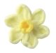 Sugar Daffodils - Pack of 500