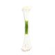 Plain Stamen Medium - White